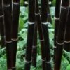 Black Bamboo - Phyllostachys Nigra - 3 Gallon Pot (Single Cane: 2-4')