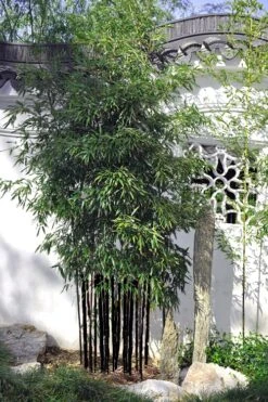 Black Bamboo - Phyllostachys Nigra - 3 Gallon Pot (Single Cane: 4-6'+) -Botanica Tree Store Bamboo Black 51