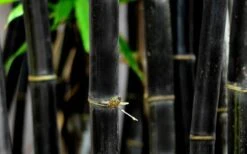 Black Bamboo - Phyllostachys Nigra - 3 Gallon Pot (Multi Cane: 4-6'+) -Botanica Tree Store Bamboo Black 53 1