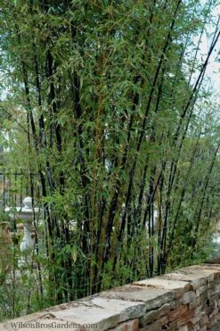 Black Bamboo - Phyllostachys Nigra - 3 Gallon Pot (Multi-Cane: 2 To 4' Tall) -Botanica Tree Store Bamboo Black 55 2
