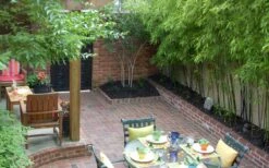 Black Bamboo - Phyllostachys Nigra - 3 Gallon Pot (Multi Cane: 4-6'+) -Botanica Tree Store Bamboo Black 58 1