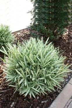 Dwarf White Stripe Bamboo - Pleioblastus Fortunei - 1 Gallon Pot -Botanica Tree Store Bamboo Dwarf White Stripe 1