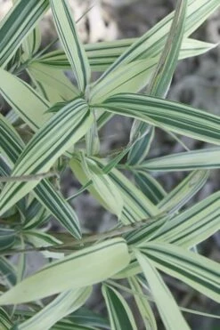 Dwarf White Stripe Bamboo - Pleioblastus Fortunei - 1 Gallon Pot -Botanica Tree Store Bamboo Dwarf White Stripe 7