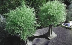 Dwarf White Stripe Bamboo - Pleioblastus Fortunei - 1 Gallon Pot -Botanica Tree Store Bamboo Dwarf White Stripe 8