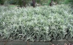 Dwarf White Stripe Bamboo - Pleioblastus Fortunei - 1 Gallon Pot -Botanica Tree Store Bamboo Dwarf White Stripe 9