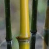 Elegant Bamboo - Phyllostachys Elegans - 3 Gallon Pot