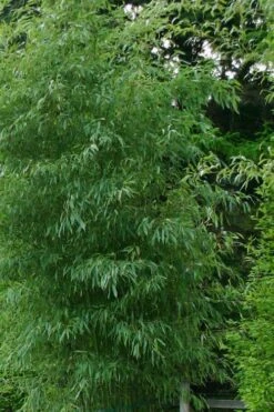Elegant Bamboo - Phyllostachys Elegans - 3 Gallon Pot -Botanica Tree Store Bamboo Elegant 5