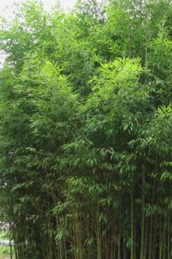 Flavescens Inversa Bamboo (Phyllostachys Aurea) - 3 Gallon Pot (4-6') 11 Flavescens Inversa Bamboo (Phyllostachys Aurea) - 3 Gallon Pot (4-6') -Botanica Tree Store Bamboo Flavescens Inversa 1