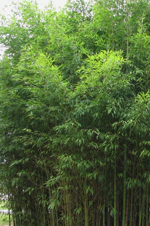Flavescens Inversa Bamboo (Phyllostachys Aurea) - 3 Gallon Pot (4-6') 4 Flavescens Inversa Bamboo (Phyllostachys Aurea) - 3 Gallon Pot (4-6') - Image 4