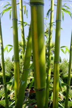 Flavescens Inversa Bamboo (Phyllostachys Aurea) - 3 Gallon Pot (4-6') 13 Flavescens Inversa Bamboo (Phyllostachys Aurea) - 3 Gallon Pot (4-6') -Botanica Tree Store Bamboo Flavescens Inversa 11 1