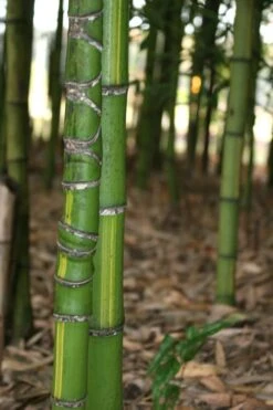 Flavescens Inversa Bamboo (Phyllostachys Aurea) - 3 Gallon Pot (2-4') -Botanica Tree Store Bamboo Flavescens Inversa 13
