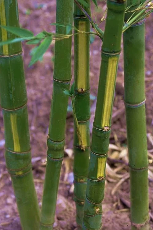Flavescens Inversa Bamboo (Phyllostachys Aurea) - 3 Gallon Pot (4-6') 1 Flavescens Inversa Bamboo (Phyllostachys Aurea) - 3 Gallon Pot (4-6')