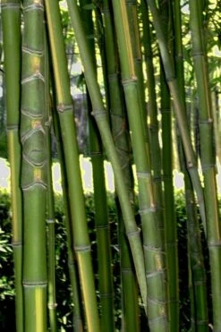 Flavescens Inversa Bamboo (Phyllostachys Aurea) - 3 Gallon Pot (2-4') -Botanica Tree Store Bamboo Flavescens Inversa Rev 500x750 1