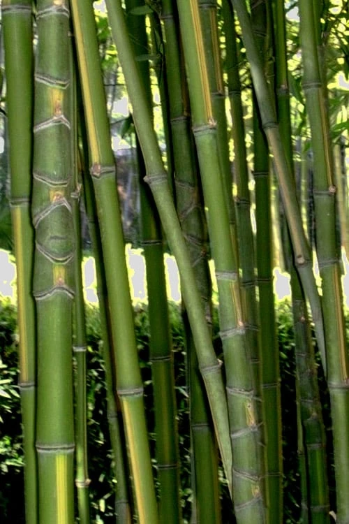 Flavescens Inversa Bamboo (Phyllostachys Aurea) - 3 Gallon Pot (4-6') 8 Flavescens Inversa Bamboo (Phyllostachys Aurea) - 3 Gallon Pot (4-6') - Image 8