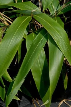 Giant Leaf Bamboo - Indocalamus Tessellatus - 3 Gallon Pot -Botanica Tree Store Bamboo Giant Leaf 55