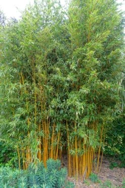 Gold Vivax Giant Timber Bamboo (Green Stripe Bamboo) - Phyllostachys Vivax 'Aureocaulis' - 3 Gallon Pot (2-4') -Botanica Tree Store Bamboo Gold Vivax 2