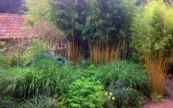 Gold Vivax Giant Timber Bamboo (Green Stripe Bamboo) - Phyllostachys Vivax 'Aureocaulis' - 3 Gallon Pot (2-4') -Botanica Tree Store Bamboo Gold Vivax 6