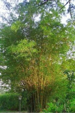Golden Fishpole Bamboo - Phyllostachys Aurea - 3 Gallon Pot (4-6') 13 Golden Fishpole Bamboo - Phyllostachys Aurea - 3 Gallon Pot (4-6') -Botanica Tree Store Bamboo Golden 10