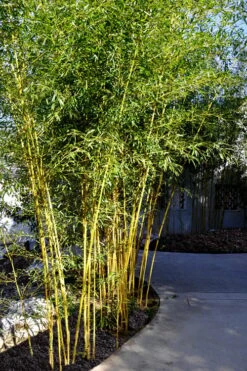 Golden Fishpole Bamboo - Phyllostachys Aurea - 3 Gallon Pot (4-6') 10 Golden Fishpole Bamboo - Phyllostachys Aurea - 3 Gallon Pot (4-6') -Botanica Tree Store Bamboo Golden 11