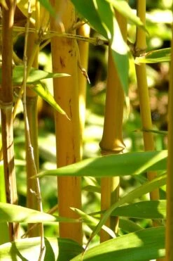 Golden Fishpole Bamboo - Phyllostachys Aurea - 3 Gallon Pot (4-6') 12 Golden Fishpole Bamboo - Phyllostachys Aurea - 3 Gallon Pot (4-6') -Botanica Tree Store Bamboo Golden 13