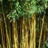 Golden Fishpole Bamboo - Phyllostachys Aurea - 3 Gallon Pot (4-6')