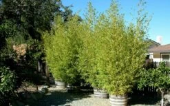 Golden Fishpole Bamboo - Phyllostachys Aurea - 3 Gallon Pot (4-6') 11 Golden Fishpole Bamboo - Phyllostachys Aurea - 3 Gallon Pot (4-6') -Botanica Tree Store Bamboo Golden 15