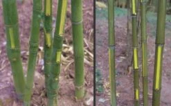 Flavescens Inversa Bamboo (Phyllostachys Aurea) - 3 Gallon Pot (4-6') 12 Flavescens Inversa Bamboo (Phyllostachys Aurea) - 3 Gallon Pot (4-6') -Botanica Tree Store Bamboo Golden Fish Pole 2 1