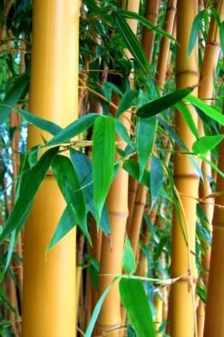 True Gold Golden Fish Pole Bamboo (Phyllostachys Aurea 'Holochrysa') - 3 Gallon Pot -Botanica Tree Store Bamboo Golden Golden 23 500x750 1