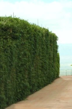 Graceful Bamboo (Slender Weavers) - Bambusa Textilis 'Gracilis' - 2 Gallon Pot 13 Graceful Bamboo (Slender Weavers) - Bambusa Textilis 'Gracilis' - 2 Gallon Pot -Botanica Tree Store Bamboo Graceful 1