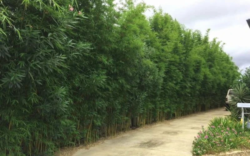 Graceful Bamboo (Slender Weavers) - Bambusa Textilis 'Gracilis' - 2 Gallon Pot 4 Graceful Bamboo (Slender Weavers) - Bambusa Textilis 'Gracilis' - 2 Gallon Pot - Image 4