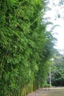 Graceful Bamboo (Slender Weavers) - Bambusa Textilis 'Gracilis' - 2 Gallon Pot 11 Graceful Bamboo (Slender Weavers) - Bambusa Textilis 'Gracilis' - 2 Gallon Pot -Botanica Tree Store Bamboo Graceful 9