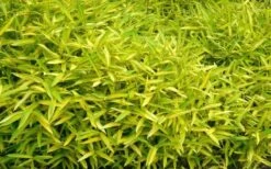 Dwarf Green Stripe Bamboo (Pleioblastus Viridistriatus) - 1 Gallon Pot -Botanica Tree Store Bamboo Green Stripe 11 1