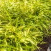 Dwarf Green Stripe Bamboo - Pleioblastus Viridistriatus - 2 Gallon Pot