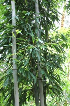 Henon Giant Gray Bamboo - Phyllostachys Nigra 'Henon' - 3 Gallon Pot (4-6') -Botanica Tree Store Bamboo Henon 11 1