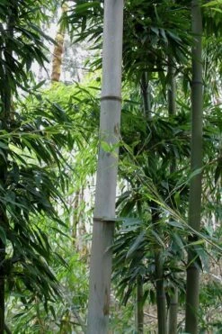 Henon Giant Gray Bamboo - Phyllostachys Nigra 'Henon' - 3 Gallon Pot (3-4') -Botanica Tree Store Bamboo Henon 12 2