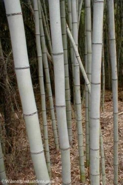 Henon Giant Gray Bamboo - Phyllostachys Nigra 'Henon' - 3 Gallon Pot (4-6') -Botanica Tree Store Bamboo Henon 15 1