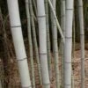 Henon Giant Gray Bamboo - Phyllostachys Nigra 'Henon' - 2 Gallon Pot