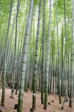 Henon Giant Gray Bamboo - Phyllostachys Nigra 'Henon' - 3 Gallon Pot (3-4') -Botanica Tree Store Bamboo Henon 16 2