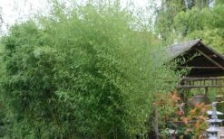 Humilis Hedge Bamboo - Phyllostachys Humilis - 3 Gallon Pot 11 Humilis Hedge Bamboo - Phyllostachys Humilis - 3 Gallon Pot -Botanica Tree Store Bamboo Humilis 1 1