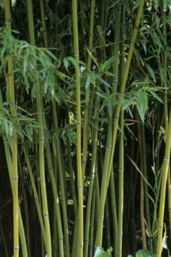 Humilis Hedge Bamboo - Phyllostachys Humilis - 3 Gallon Pot 15 Humilis Hedge Bamboo - Phyllostachys Humilis - 3 Gallon Pot -Botanica Tree Store Bamboo Humilis 11 1