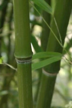 Humilis Hedge Bamboo - Phyllostachys Humilis - 3 Gallon Pot 13 Humilis Hedge Bamboo - Phyllostachys Humilis - 3 Gallon Pot -Botanica Tree Store Bamboo Humilis 5 1