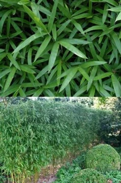 Humilis Hedge Bamboo - Phyllostachys Humilis - 3 Gallon Pot 12 Humilis Hedge Bamboo - Phyllostachys Humilis - 3 Gallon Pot -Botanica Tree Store Bamboo Humilis 500x750 2