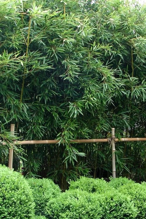 Humilis Hedge Bamboo - Phyllostachys Humilis - 2 Gallon Pot 1 Humilis Hedge Bamboo - Phyllostachys Humilis - 2 Gallon Pot