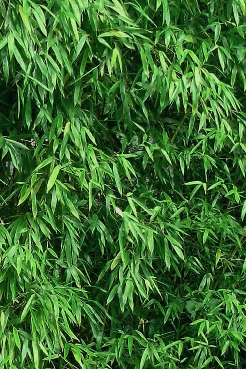 Humilis Hedge Bamboo - Phyllostachys Humilis - 2 Gallon Pot 7 Humilis Hedge Bamboo - Phyllostachys Humilis - 2 Gallon Pot - Image 7