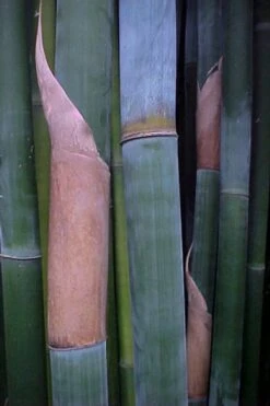 Giant Weavers Royal Bamboo (Wong Chuk) - Bambusa Textilis 'Kanapaha' - 3 Gallon Pot -Botanica Tree Store Bamboo Kanapaha 13