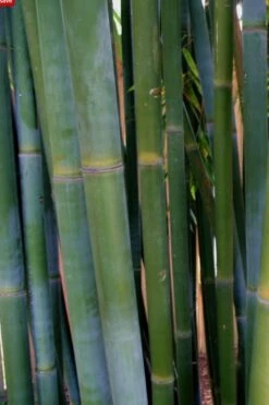 Giant Weavers Royal Bamboo (Wong Chuk) - Bambusa Textilis 'Kanapaha' - 3 Gallon Pot -Botanica Tree Store Bamboo Kanapaha 16