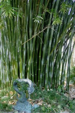 Giant Weavers Royal Bamboo (Wong Chuk) - Bambusa Textilis 'Kanapaha' - 3 Gallon Pot -Botanica Tree Store Bamboo Kanapaha 18