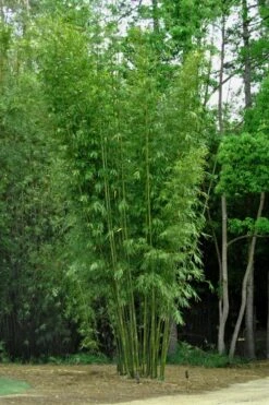 Giant Weavers Royal Bamboo (Wong Chuk) - Bambusa Textilis 'Kanapaha' - 3 Gallon Pot -Botanica Tree Store Bamboo Kanapaha 6