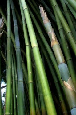 Giant Weavers Royal Bamboo (Wong Chuk) - Bambusa Textilis 'Kanapaha' - 3 Gallon Pot -Botanica Tree Store Bamboo Kanapaha 8