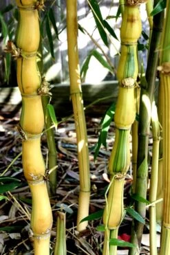 Yellow Buddha Belly Bamboo - Bambusa Ventricosa 'Kimmei' - 3 Gallon Pot -Botanica Tree Store Bamboo Kimmei 2